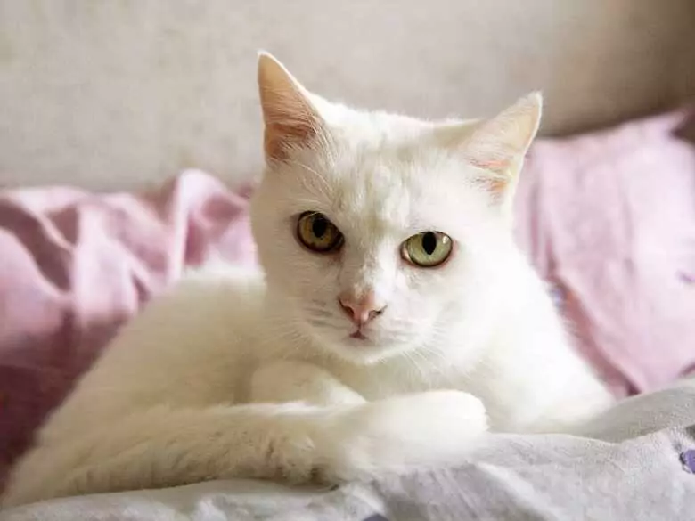 Choroby odzwierzęce atakujące ludzi – czy są niebezpieczne?