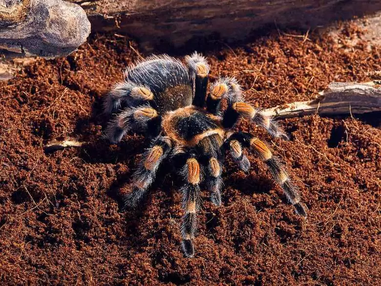 Ugryzienia pajęczaków – kiedy bezwłocznie udać się do specjalisty?