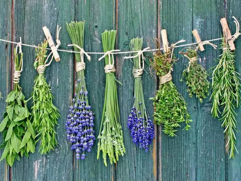 Zastosowanie czystka w gojeniu i leczeniu zmian skórnych